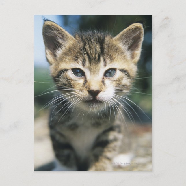 Postal Kitten al aire libre (Anverso)
