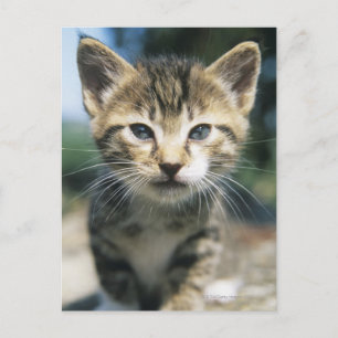 Postal Kitten al aire libre