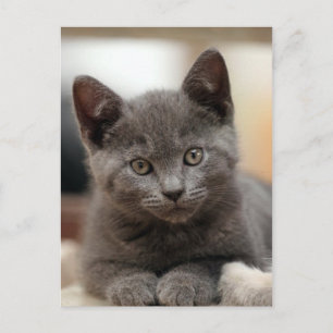Postal Kitten azul ruso