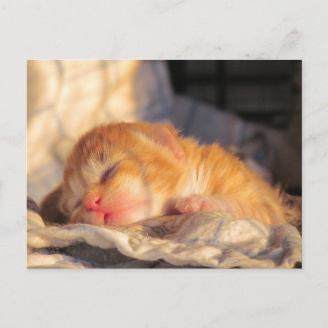 Postal Kitten Bebé Dormido (Anverso)