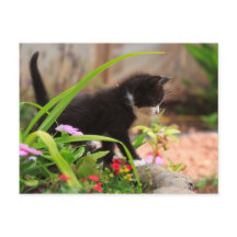 Kitten de Cute Garden