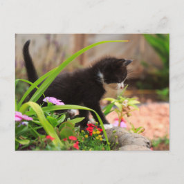 Postal Kitten de Cute Garden