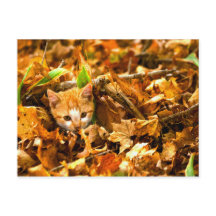 kitten de otoño