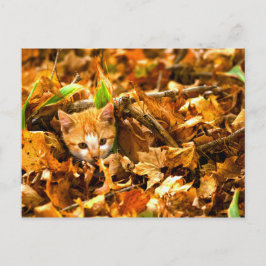 Postal kitten de otoño