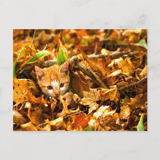 Postal kitten de otoño (Anverso)