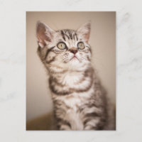 Kitten de pelo corto británico grisáceo (Blue Tabb