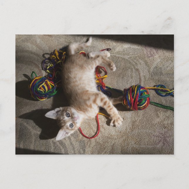 Postal Kitten Jugando Con Yarn (Anverso)