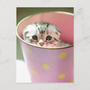 Postal Kitten Oculting