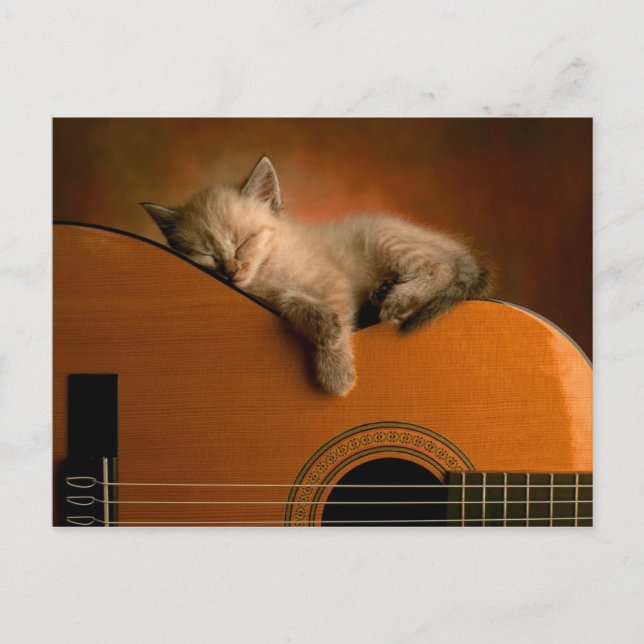 postal kitten-on-guitar (Anverso)