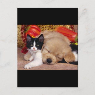 Postal Kitten Pillow
