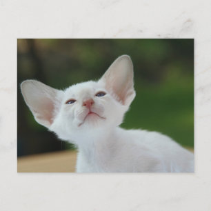 Postal Kitten siamés