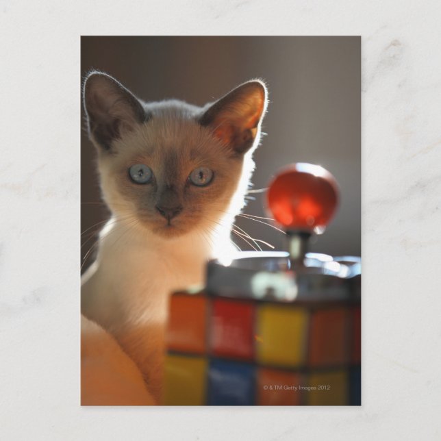 Postal Kitten siamés (Anverso)