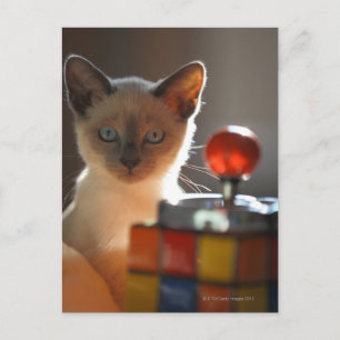 Postal Kitten siamés