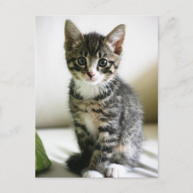 Postal Kitten Stare (Anverso)