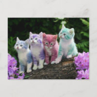 kittens met kleur