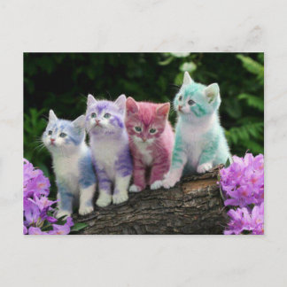 Postal kittens met kleur