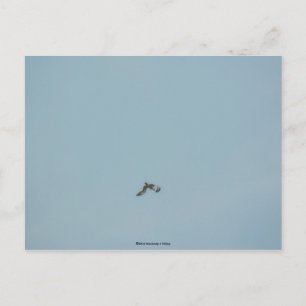 Postal Kittiwake de piernas negras