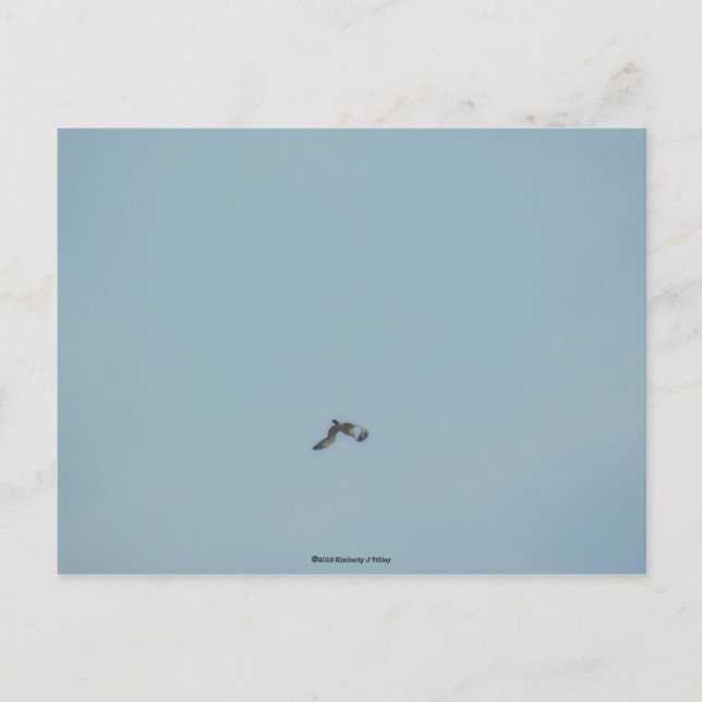 Postal Kittiwake de piernas negras (Anverso)