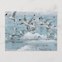 Postal Kittiwakes Flying