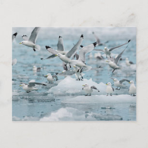 Postal Kittiwakes Flying