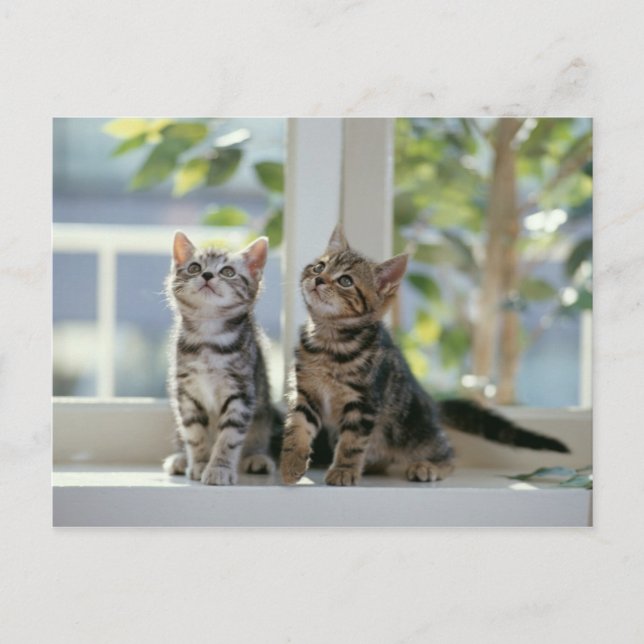 Postal Kitts (Anverso)