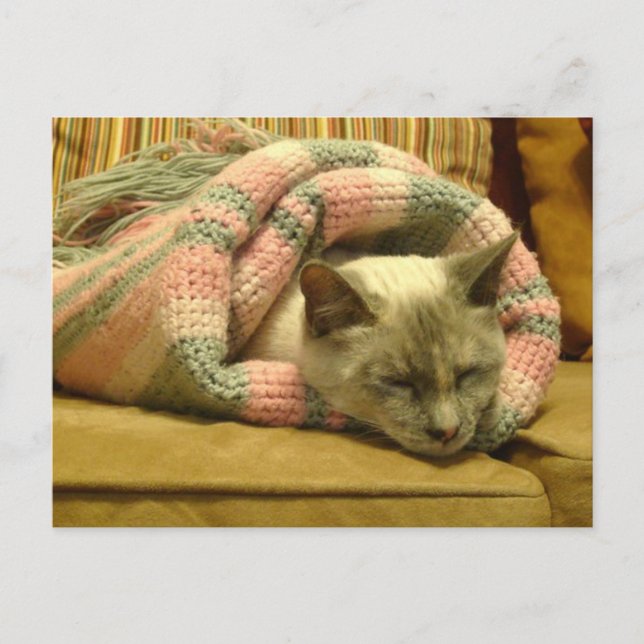 Postal Kitty Burrito (Anverso)