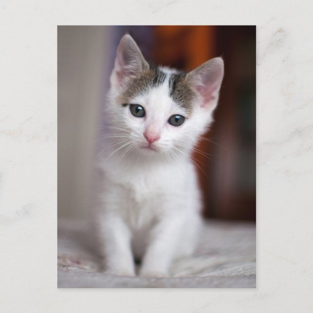 Postal Kitty con manchas blancas (Anverso)