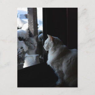 Postal Kitty de Snowley White