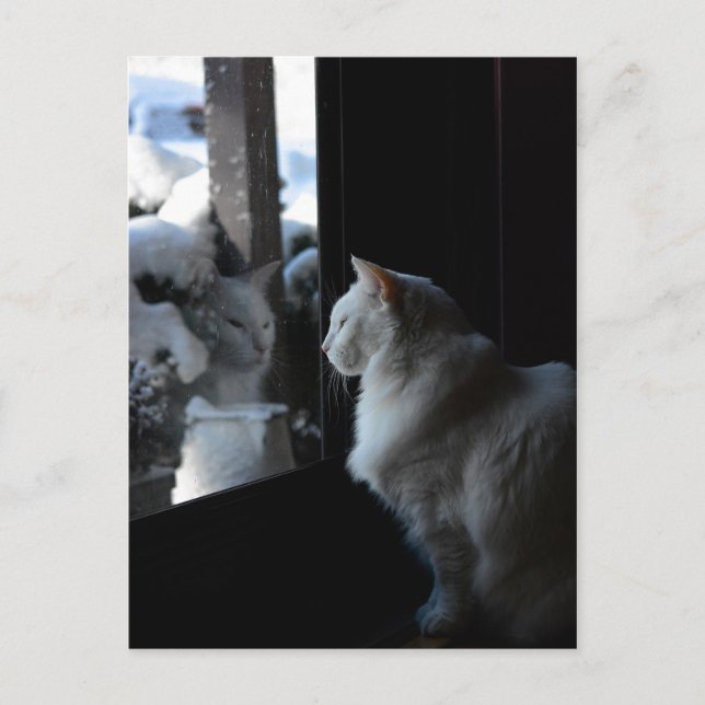 Postal Kitty de Snowley White (Anverso)