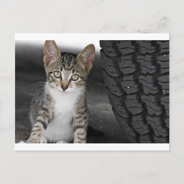 Postal Kitty.JPG (Anverso)