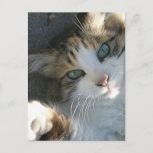 Postal Kitty juguetón