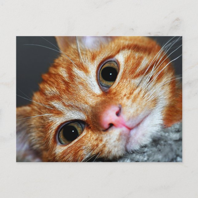 Postal Kitty Kat (Anverso)