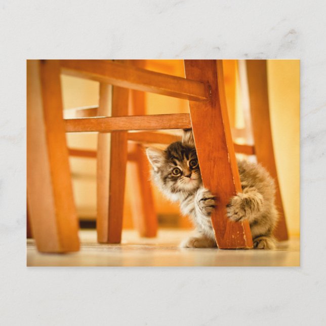 Postal Kitty Under Chair (Anverso)