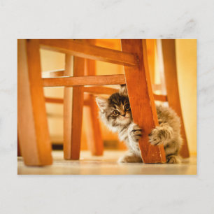Postal Kitty Under Chair
