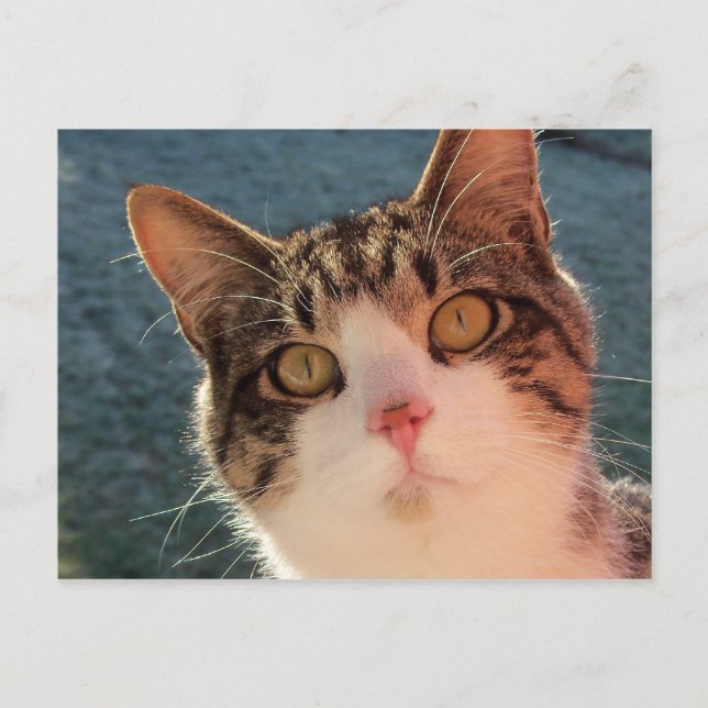 Postal Kitty Up Close (Anverso)