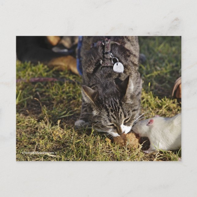 Postal Kitty y Mousey comparten una comida (Anverso)