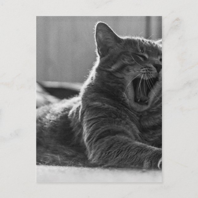 Postal Kitty Yawning (Anverso)