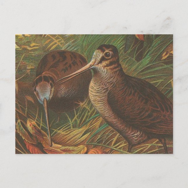 Postal Kiwi (Anverso)