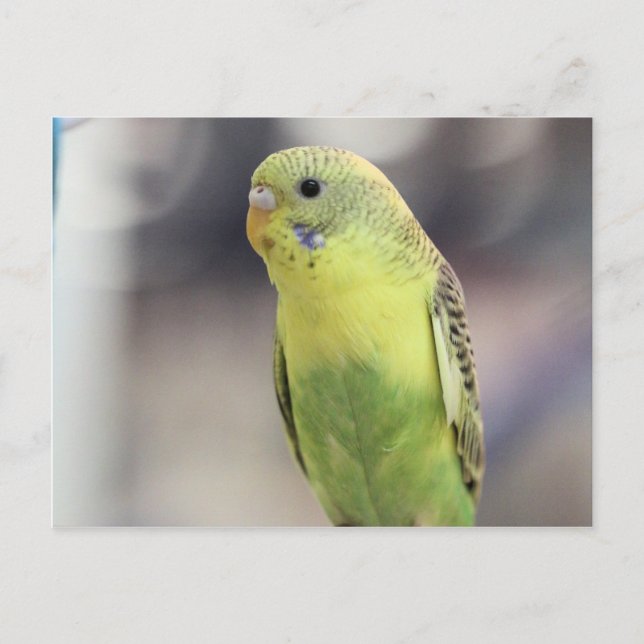 Postal Kiwi Burbell (Anverso)