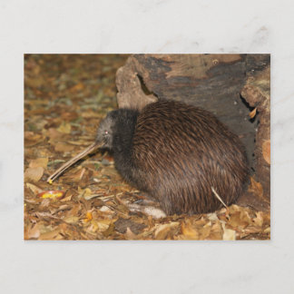 Postal Kiwi Guay en el zoológico de Auckland