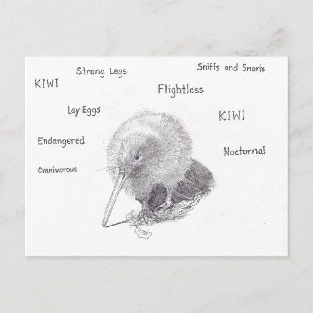 Postal Kiwi sale a dar un paseo (Anverso)