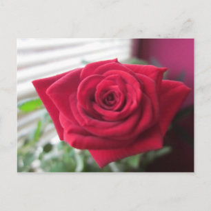 Postal Kleine Rosa
