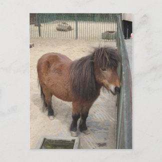 Postal Kleines Pony