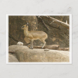 Postal Klipspringer