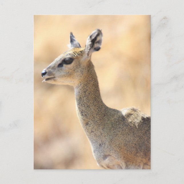 Postal Klipspringer antelope (Anverso)