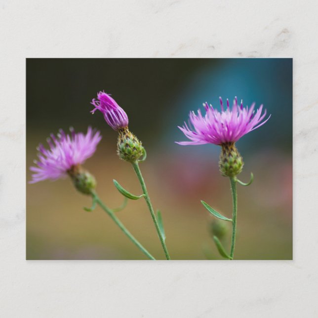 Postal Knapweed, Michigan (Anverso)