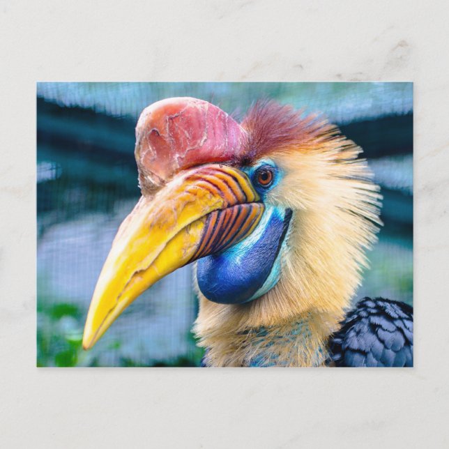 Postal Knobbed Hornbill (Anverso)