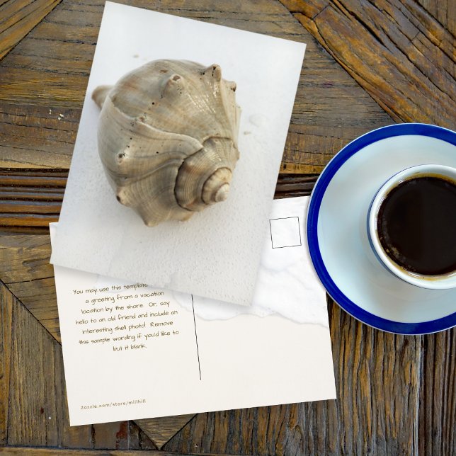 Postal Knobbed Whelk Seashell Photography Postcard (Subido por el creador)