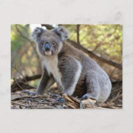 Postal Koala