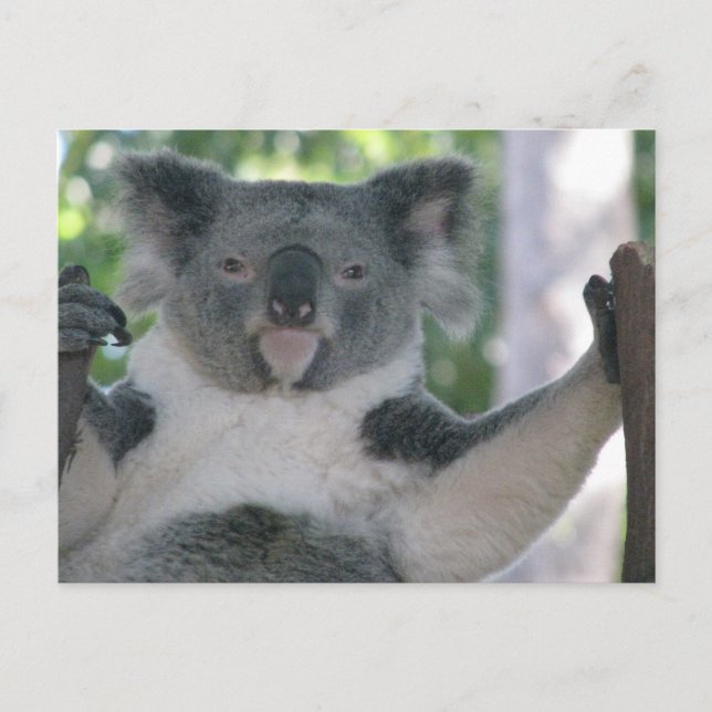 Postal Koala (Anverso)